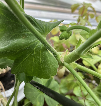 En knopp på den vita pelargonen