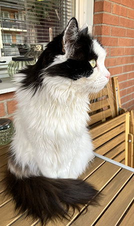 Lucifer på Annas balkongbord spanar