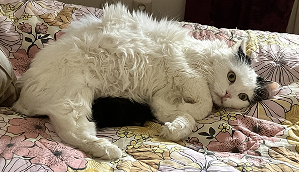 Citrus på Annas säng tittar