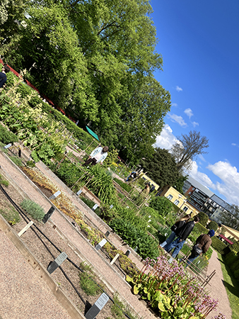 Perennsidan i Linnés trädgård