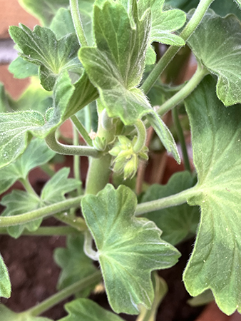 Knopp på Stjärnpelargonen