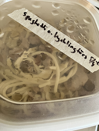 Matlåda med spaghetti o kycklingfärs Matlåda med spaghetti o kycklingfärs