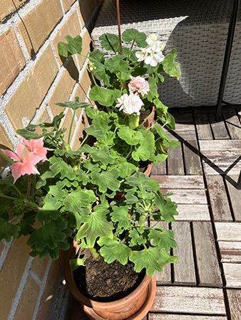 Pelargoner tre stycken på balkongen 1 2025