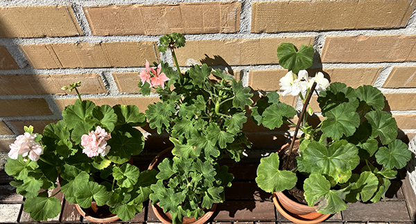 Pelargoner tre stycken på balkongen 2 2025 Mårbacka Stjärnpelargon och vit pelargon