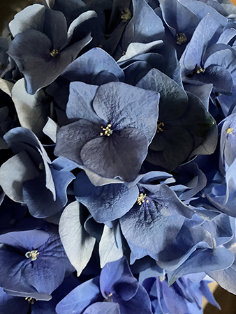 Blå hortenisa närbild