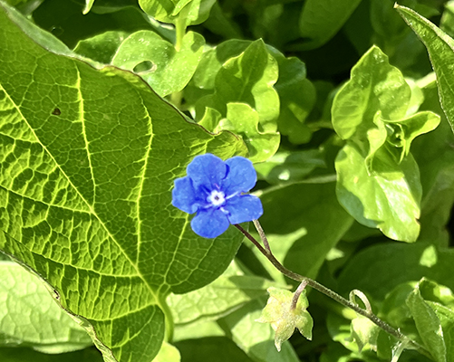 Liten blå blomma i Slottsträdgården 2025