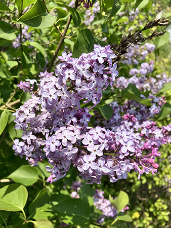 Blommande syrener Slottsträdgården 2025