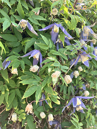 Klematis på gång Slottsträdgården 2025