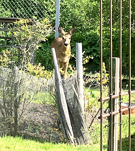 Rådjur i Slottsträdgården 2025