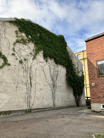 Klängväxt på hus och ljusblå himmel