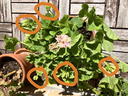 Knoppar på Mårbackapelargonen Knoppar på Mårbackapelargonen