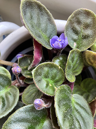 Knopparna i Saint Paulian nr 2 28 juni 2025