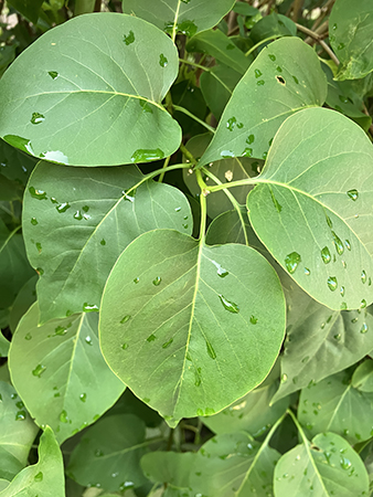 Regndroppar på syrenblad
