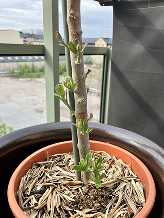 Skott på olivträdets stam