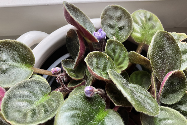 Tre knoppar i Saint Paulia nr 2 Tre knoppar i Saint Paulia nr 2