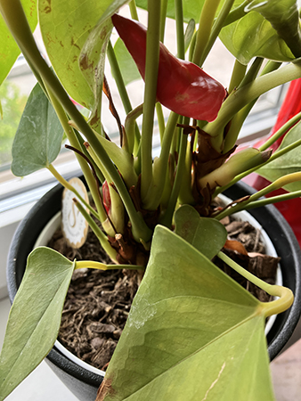 Två nya blommor på rosenkallan