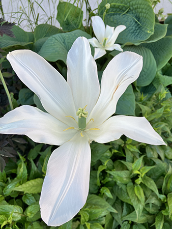Vit blomma fotad på väg till jobbet