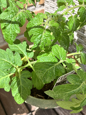 Busktomatplanta Busktomatplanta