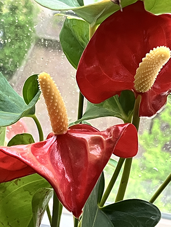 Flamingo lily Flamingo lily