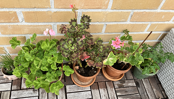 Gräslök tre pelargoner och tomatplanta på balkongen juni 2025