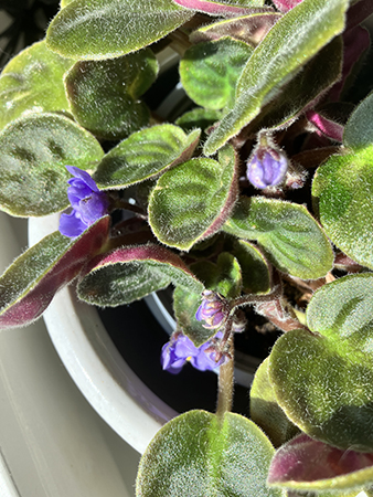 Knoppar på Saint Paulia nr 2 29 juni 2025