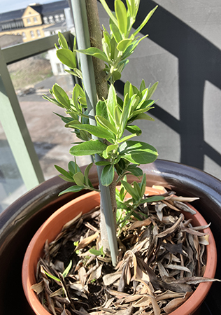 Olivträdet med skott 28 juni 2025