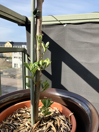 Skott på olivträdets stam juni 2025