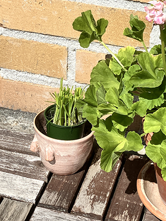 Gräslök på balkongen