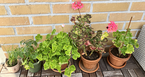 Gräslök tomatplanta och tre pelargoner på balkongen den 28 juni 2025