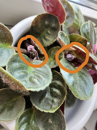 Knopparna i Saint Paulia nr 2