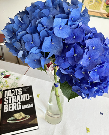 Blå hortensior snitt o boken Musan