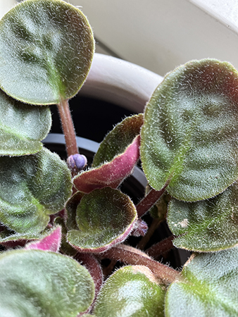 Två knoppar i Saint Paulia nr 2 i köksfönstret 15 juni 2025