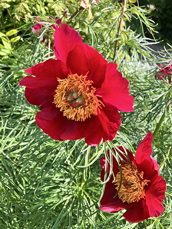 Röda blommor i Slottsträdgården 2025