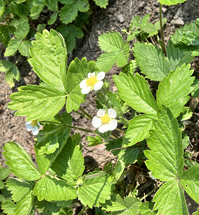 Smultronblommor i Slottsträdgården 2025