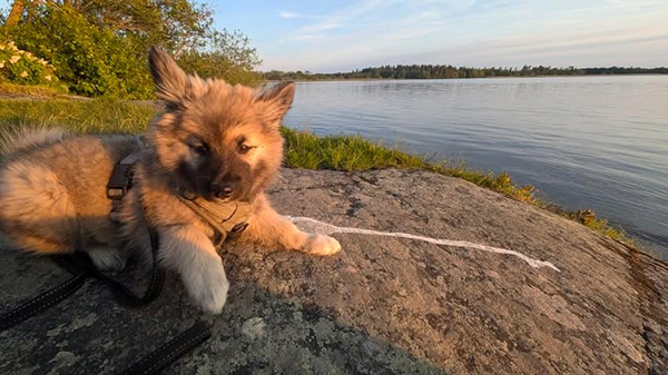 Baldur på en klippa vid en sjö