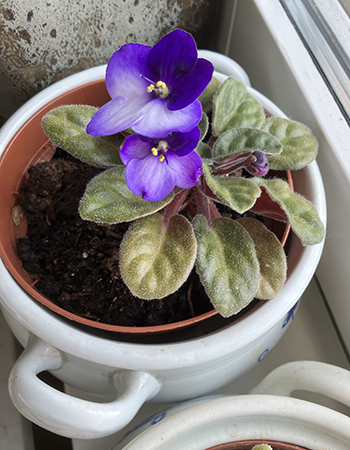 Blommande Saint Paulia