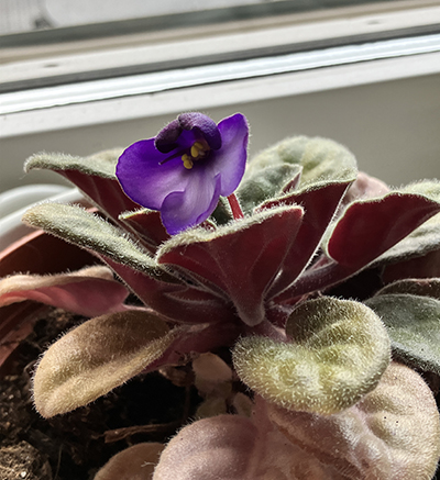 Blommande Saint Paulia juni 2025