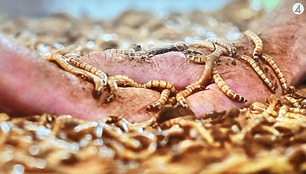 Maskar i Förrädarna