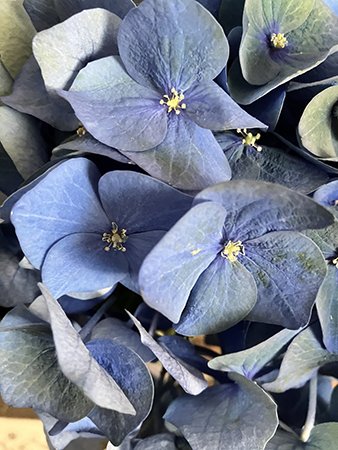 Blå hortensia Blå hortensia