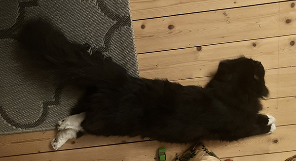 Felix Långkatt Felix Långkatt