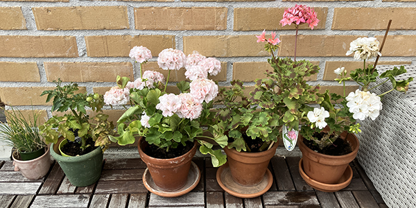 Gräslöken tomatplantan och de tre pelargonerna på balkongen 26 juli 2025