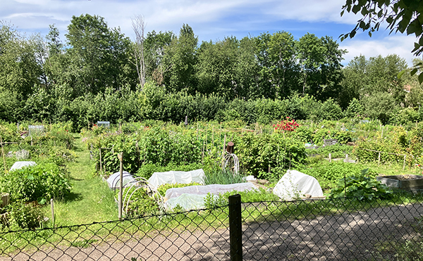 Kolonilotterna vid Höganäsparken