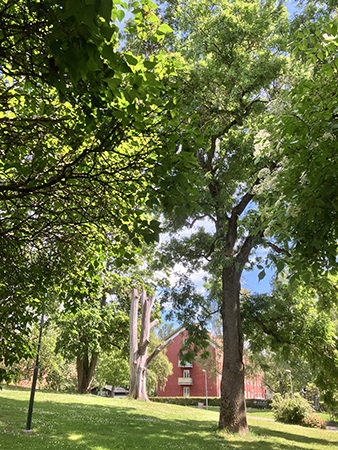 Inne i Höganäsparken