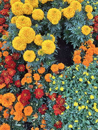 Tagetes på Stora torget
