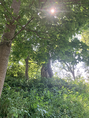 Solen tittar fram mellan grenarna