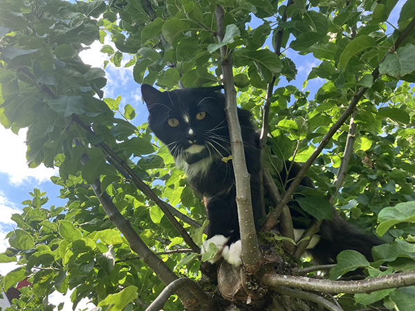 Felix Katt i äppelträdet