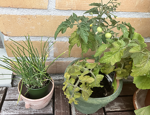 Gräslök och Busk-Margit med två små tomater på balkongen den 16 juli 2025