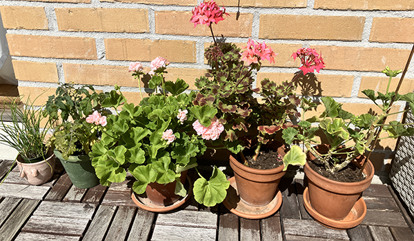 Gräslök tomatplanta och tre pelargoner på balkongen den 9 juli 2025