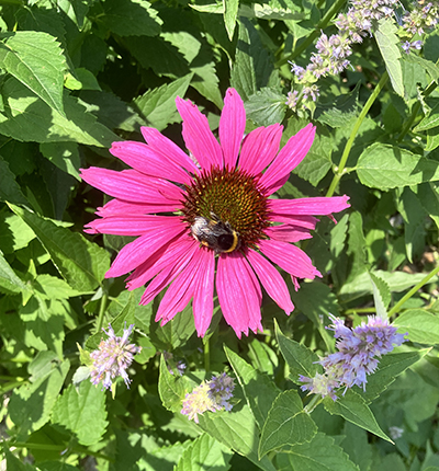 Humla på rosa blomma