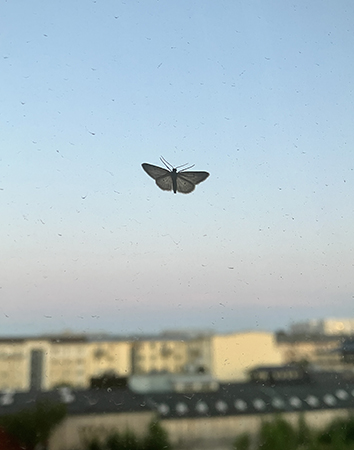 Liten fjäril på vardagsrumsfönstret